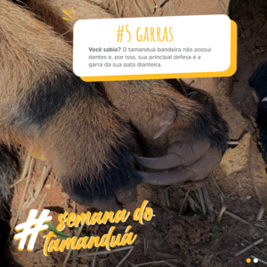 semana-do-tamandua (5)