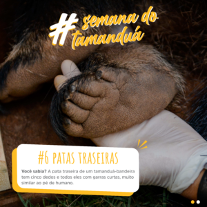 semana-do-tamandua (6)