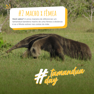 tamandua-carrossel (3)