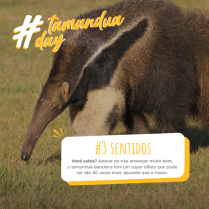 tamandua-carrossel (4)