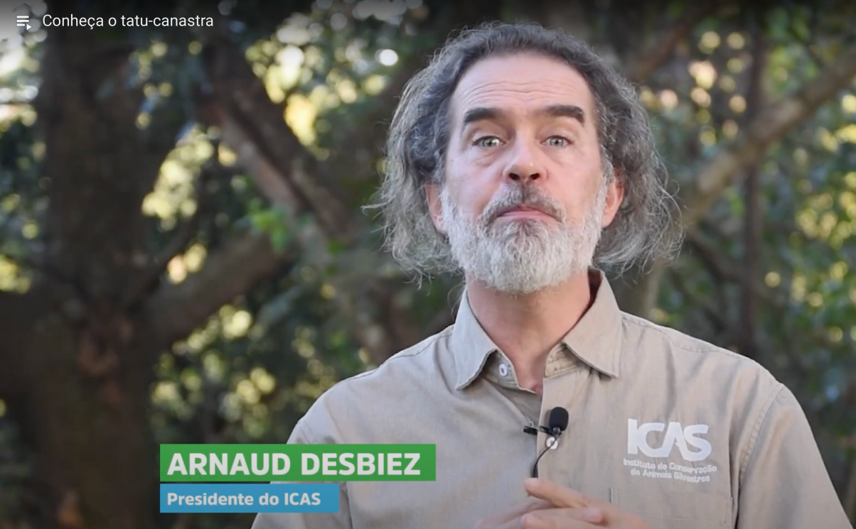 Meet the Giant Armadillo