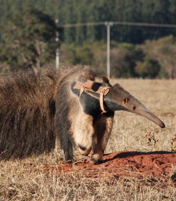 Estradas-como-armadilhas-ecologicas-para-tamanduas-bandeira-2.jpeg