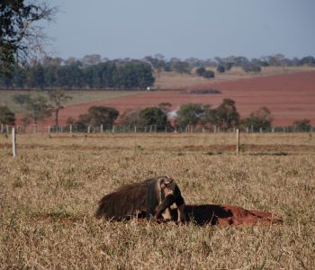 Estradas-como-armadilhas-ecologicas-para-tamanduas-bandeira-3-1-1-1.jpeg